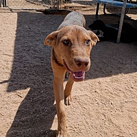 adopt a pet