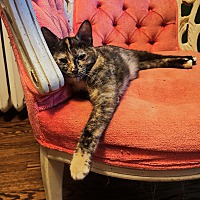 adopt-pet
