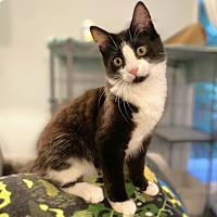 adopt a pet