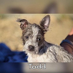 Thumbnail photo of Todd #1