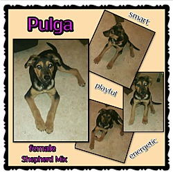 Thumbnail photo of Pulga #1
