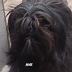 Thumbnail photo of Max #3
