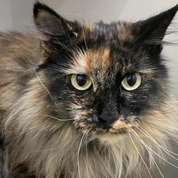Photo of Sadie