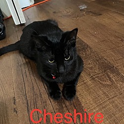 Photo of Cheshire