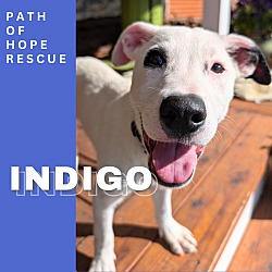 Thumbnail photo of Indigo #1