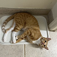 adopt a pet
