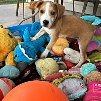 adopt a pet