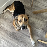 adopt a pet