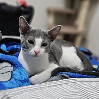 adopt a pet