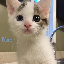 Thumbnail photo of Blue - Adopted - November 2016 #3