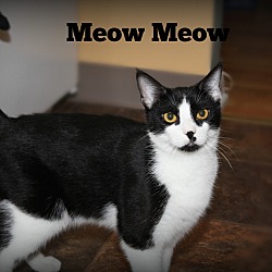 Thumbnail photo of MeowMeow #2