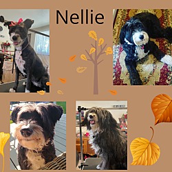Photo of Nellie