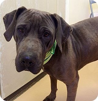 Windham Nh Mastiff Meet Bruno Reduced A Pet For Adoption