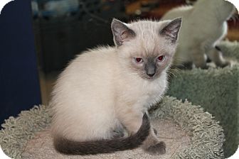 Naperville Il Siamese Meet Capricorn A Pet For Adoption