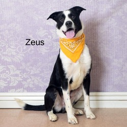 Thumbnail photo of Zeus #3