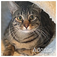 adopt a pet