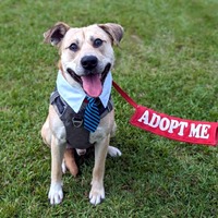 adopt a pet