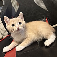 adopt a pet