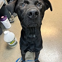 adopt a pet