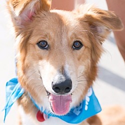 Thumbnail photo of Aspen: adoption pending #1