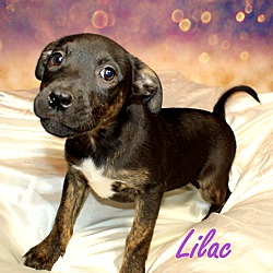 Thumbnail photo of Lilac ~ meet me! #3