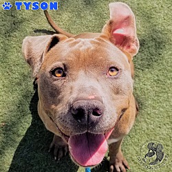 Thumbnail photo of Tyson #1