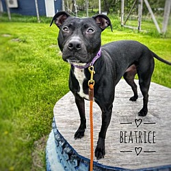 Thumbnail photo of Beatrice #4