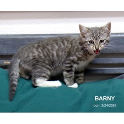 Photo of Barny