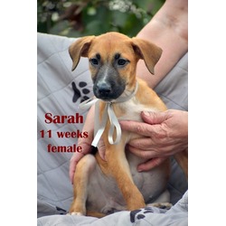 Thumbnail photo of Sarah #2