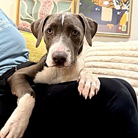 adopt a pet