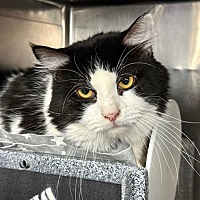 adopt-pet