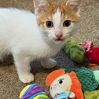 adopt a pet
