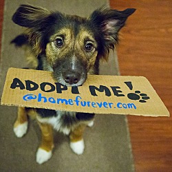 Thumbnail photo of Thena-Adopted! #1