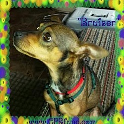 Thumbnail photo of Bruiser #3