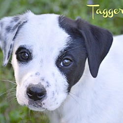 Thumbnail photo of Taggert~adopted! #1