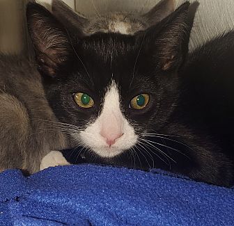 Adopt Me Rare Pet Accessories