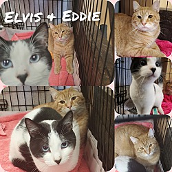 Thumbnail photo of Elvis & Eddie #1