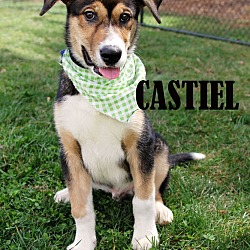 Thumbnail photo of Castiel #1