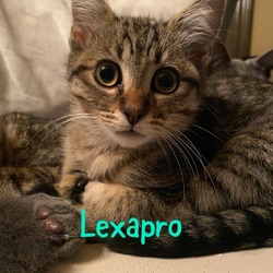 Thumbnail photo of Lexapro #1
