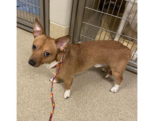 Bristol, IN - Chihuahua/Dachshund. Meet Melbourne a Pet for Adoption ...