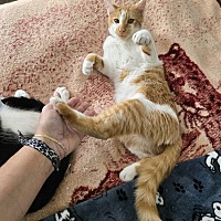 adopt a pet