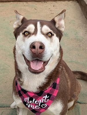 Helena, MT - Husky. Meet MAYA a Pet for Adoption - AdoptaPet.com