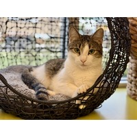 adopt-pet