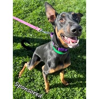 adopt-pet