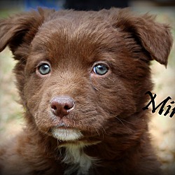 Thumbnail photo of Mira~adopted! #1