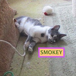 Thumbnail photo of Smokey-adopted 1-26-19 #4