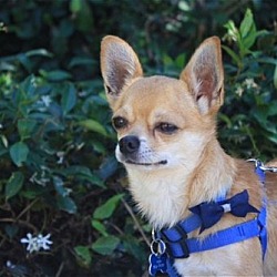 Thumbnail photo of Toby-ADOPTED! #1