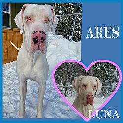 Photo of Ares (22-106 with Luna)