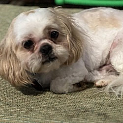 Photo of Bruno & Stitch (Bonded Pair) ck age