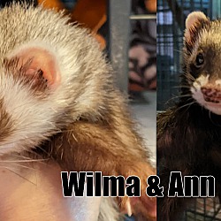 Photo of Wilma & Ann
